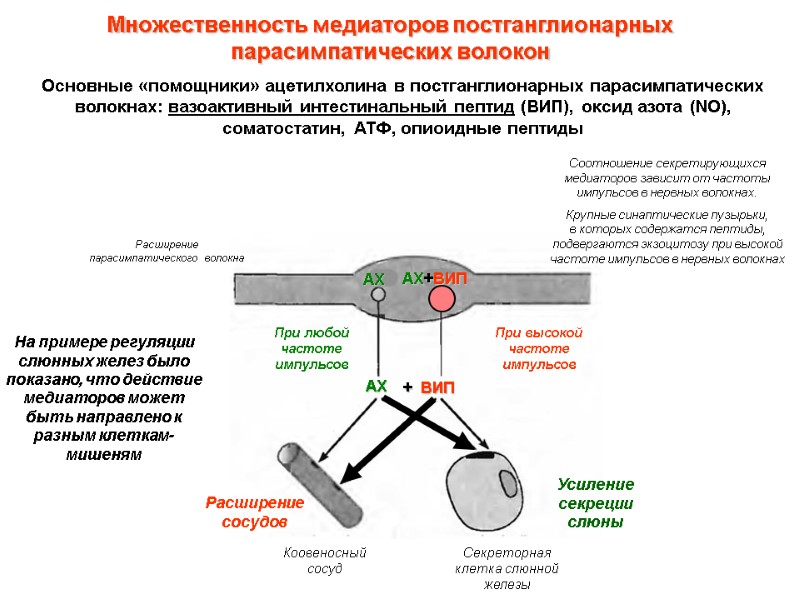 Множественность медиаторов постганглионарных парасимпатических волокон  Основные «помощники» ацетилхолина в постганглионарных парасимпатических волокнах: вазоактивный